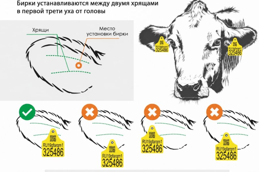 Как правильно размещать бирки на ухе животного?